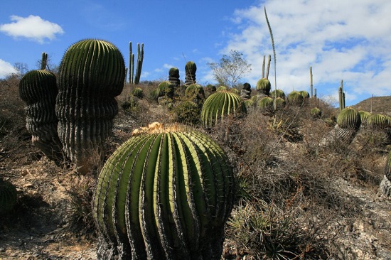 biosfera de metztitln