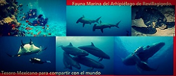 fauna marina archipilago de revillagigedo