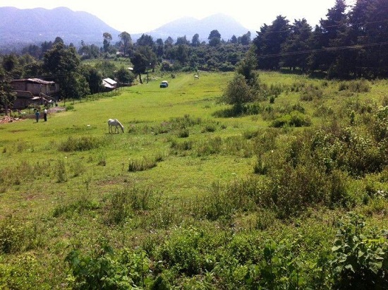 flora y fauna de zitacuaro