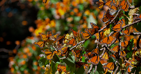 mariposa monarca